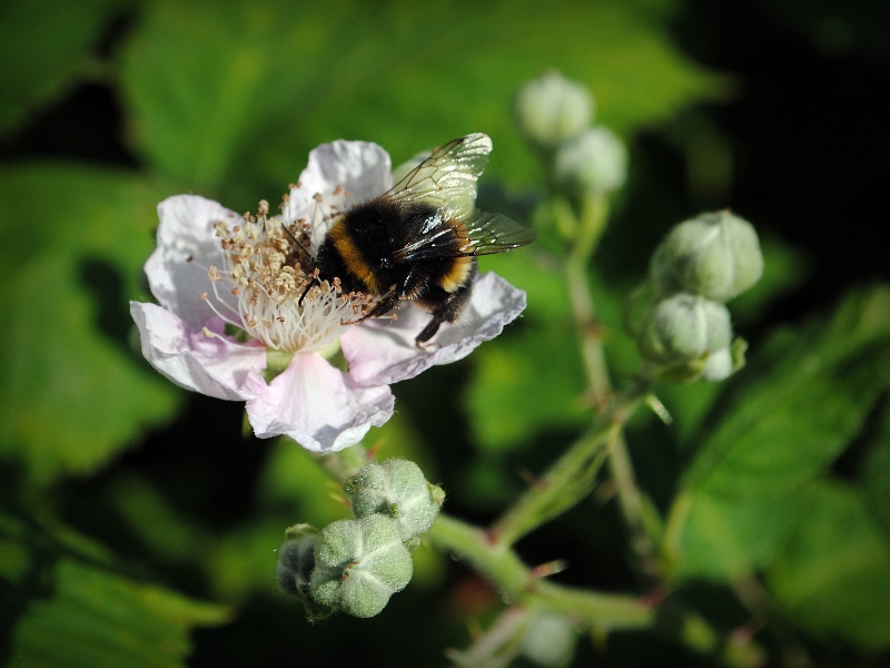 Nikon Bees 150615 (26)